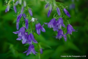 IMG_4185-2.jpg